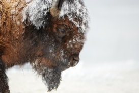 The American icon, the Bison