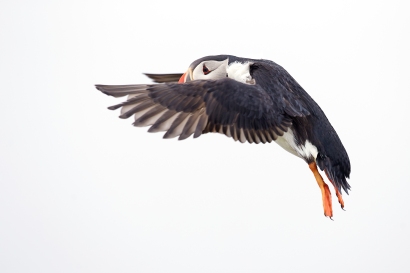 The UK Puffin