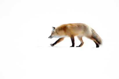Red fox, Yellowstone